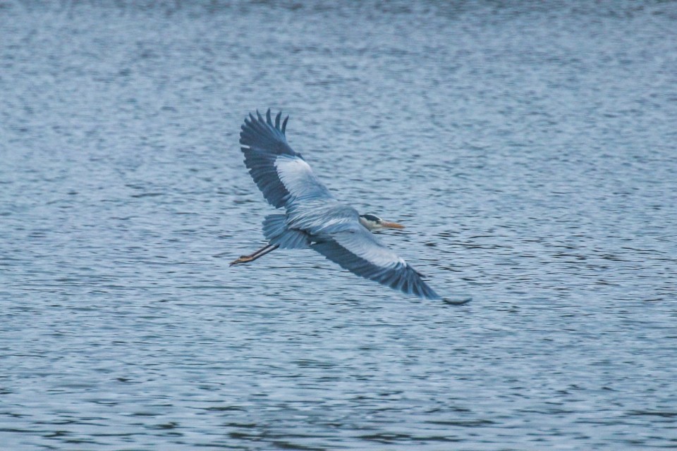 lagoa de obidos 4.jpg
