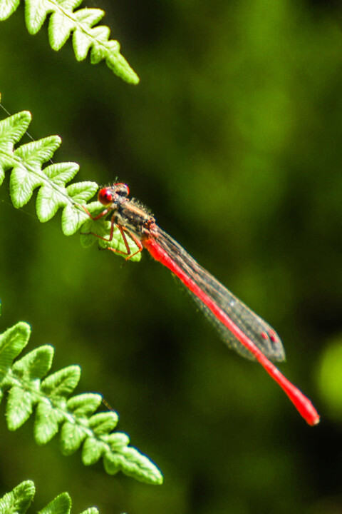 libelinha-vermelha-pequena a-1.jpg