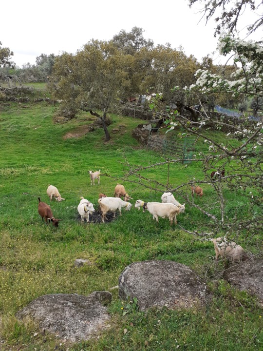 Cabras sapadoras. Foto original. 2021.04.02.jpg