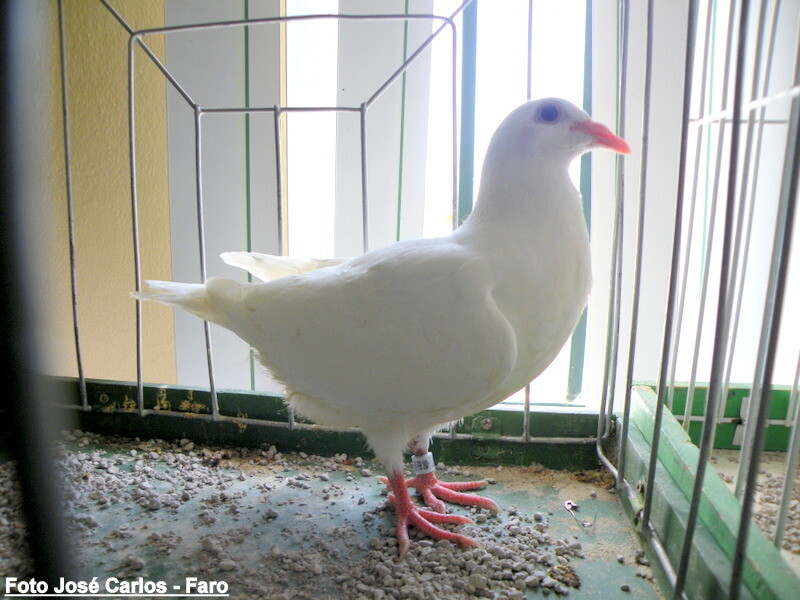 DSCF5032 - Cópia.JPG