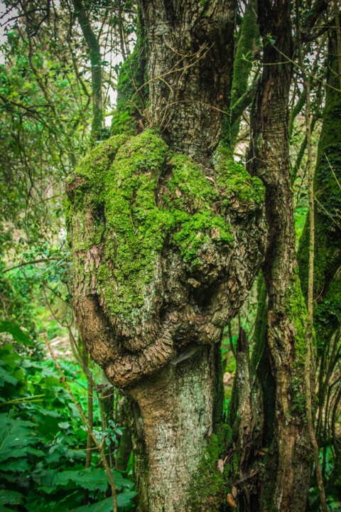 cascata do boição 5.jpg