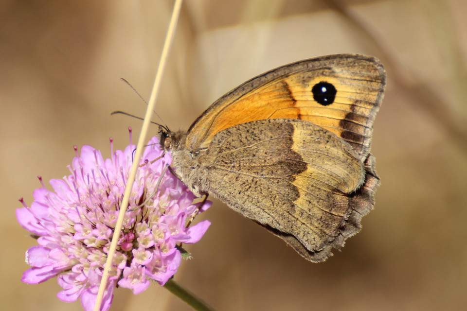 maniola jurtina 1.jpg