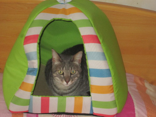 IMG_6070.JPG IMG_6070.JPG