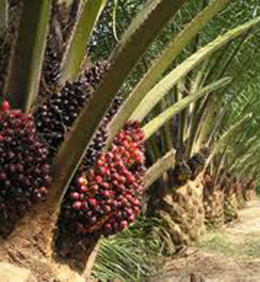 cacho-palma-260.jpg cacho-palma-260.jpg