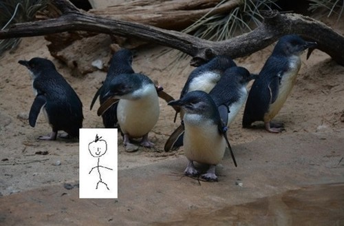 pinguinsblog.jpg