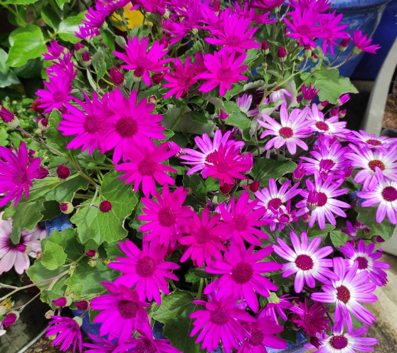 IMG_20210516_145826.jpg IMG_20210516_145826.jpg