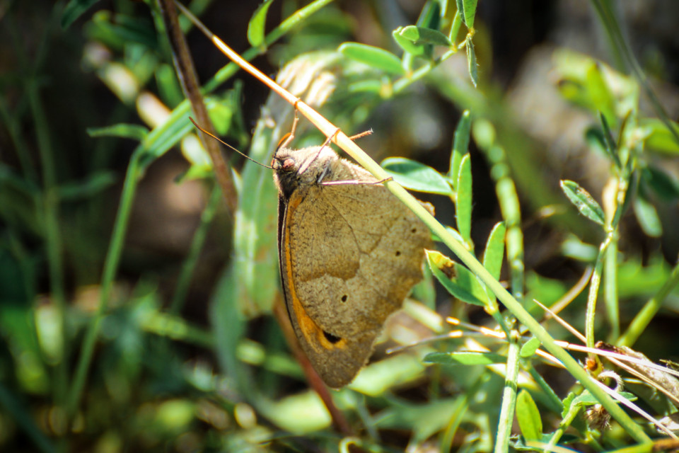 maniola jurtina 6.jpg