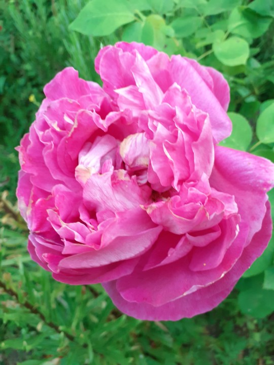 Rosa de Alexandria. Foto original. 2021.05.06.jpg