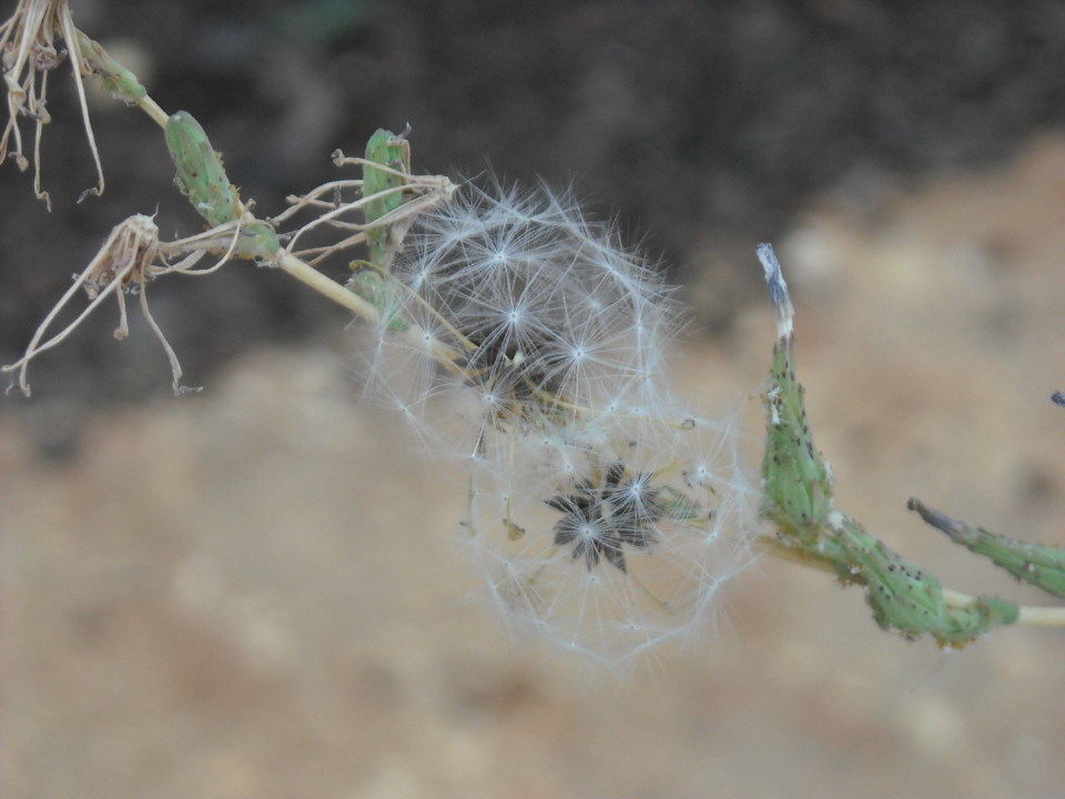 DSCN2120.JPG DSCN2120.JPG