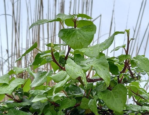 20220323_085154cópia - Cópia.jpg