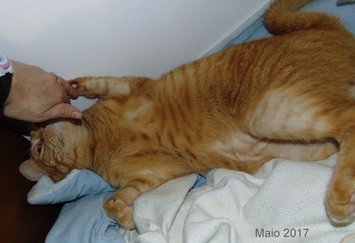 alopecia.JPG alopecia.JPG