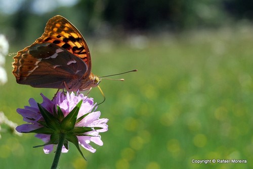 Borboleta...
