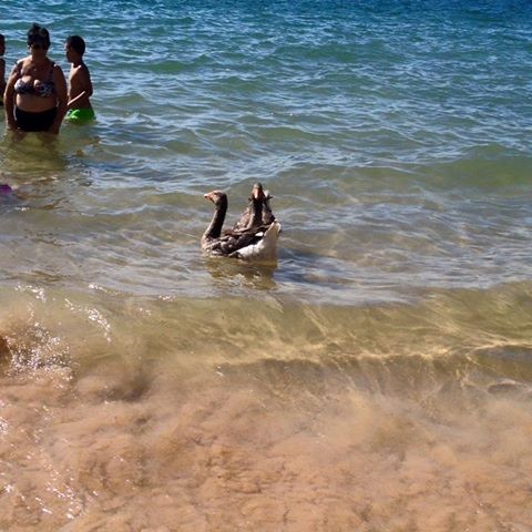 os patos na praia.jpg
