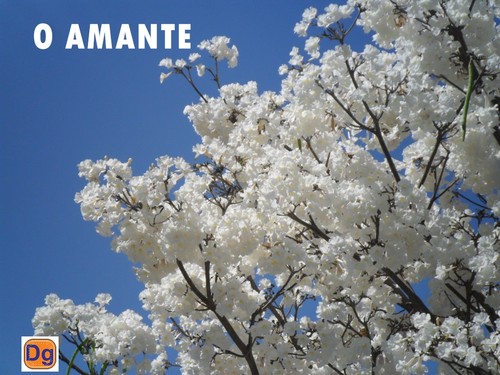 IPE/PRIMAVERA/O AMANTE
