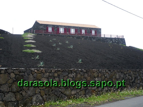azores_pico_criacao_velha_40.JPG