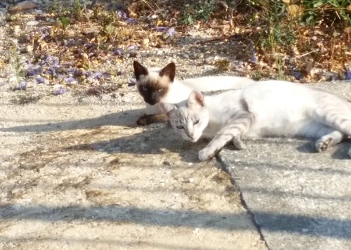 jorge-e-joana.jpg jorge-e-joana.jpg