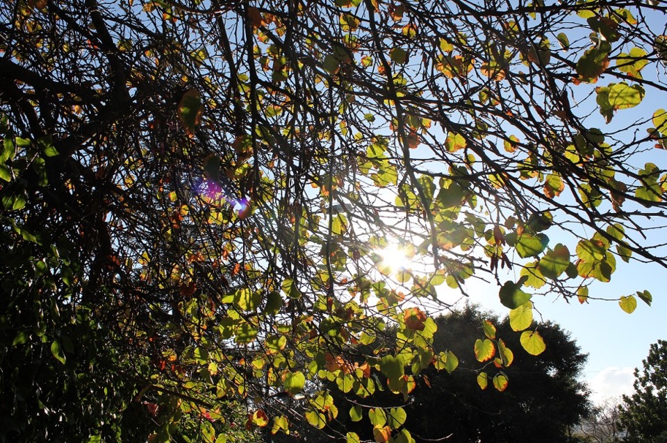 Madeira (794)_arvore2.jpg