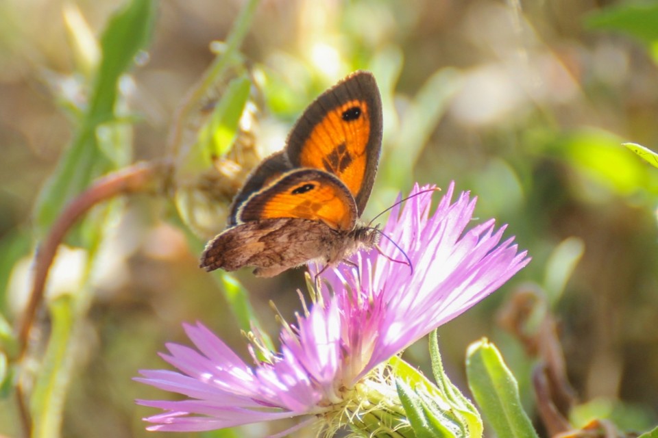 pyronia cecilia 1.jpg