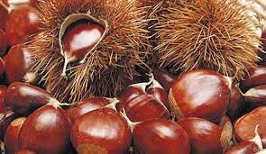 castanha.jpeg