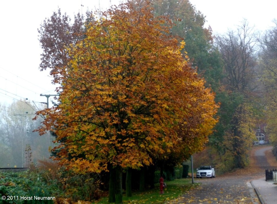 Stade Outono 2011-11-06 Spaziergang 11.JPG