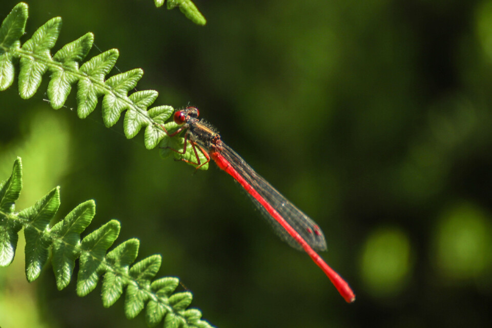 libelinha vermelha-1.jpg