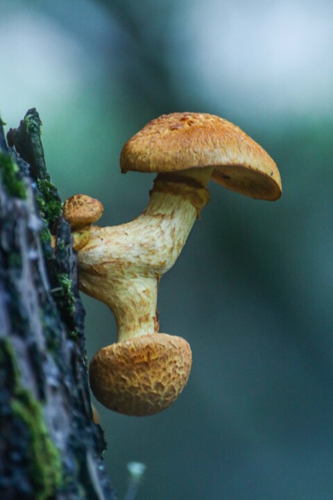 cogumelo do riso 1.jpg