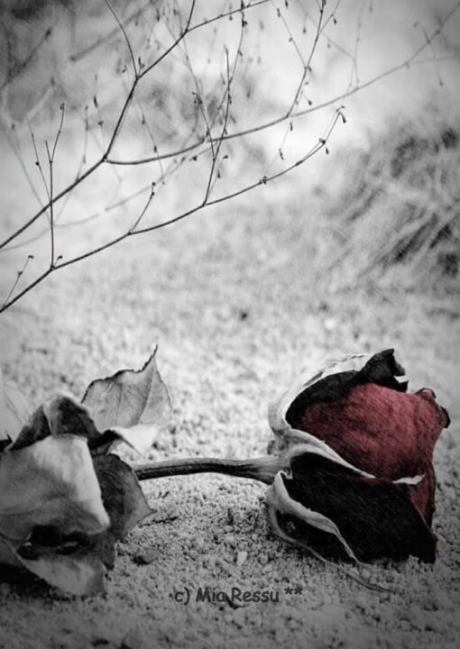 rosa resistente efemera.jpg