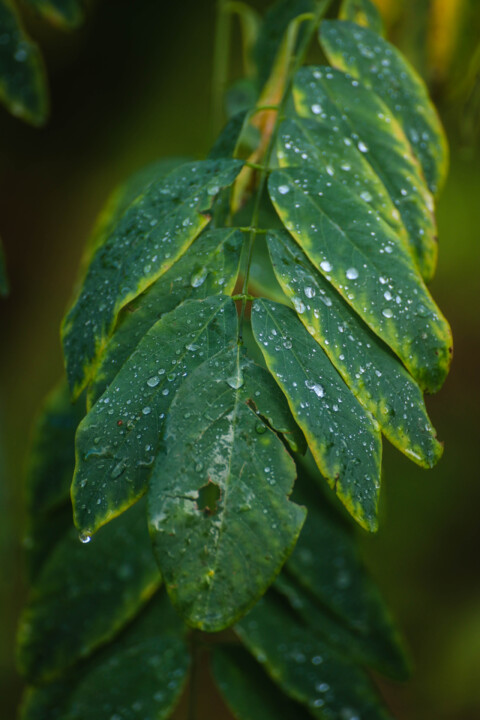 quinta das conchas 4.jpg