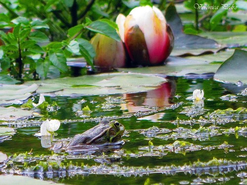 30. Veronica Pedro.jpg