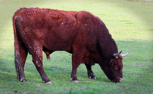 bull-335519_1280.jpg