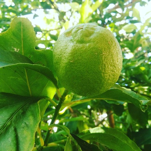 14572393_775364212603342_3789908640365523069_n.jpg 14572393_775364212603342_3789908640365523069_n.jpg