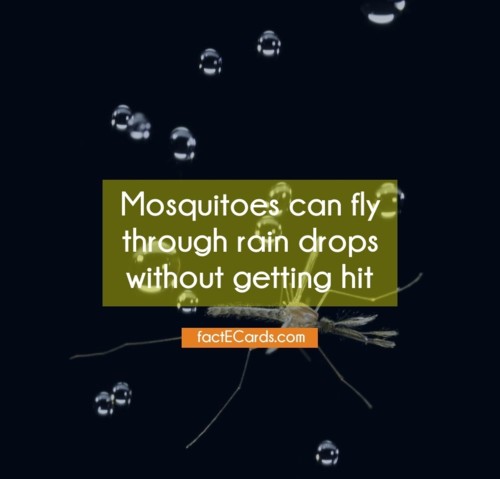 Mosquitoes-can-fly-through-rain-1478.jpg Mosquitoes-can-fly-through-rain-1478.jpg