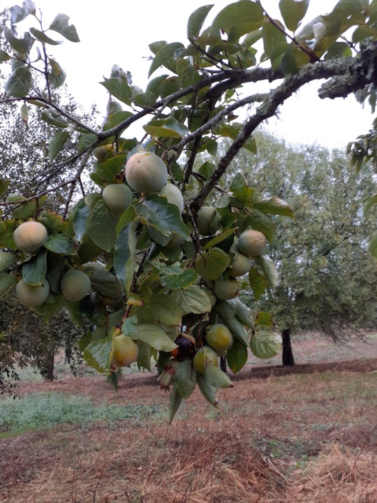 Dióspiros. Foto original. 2021.09.23.jpg