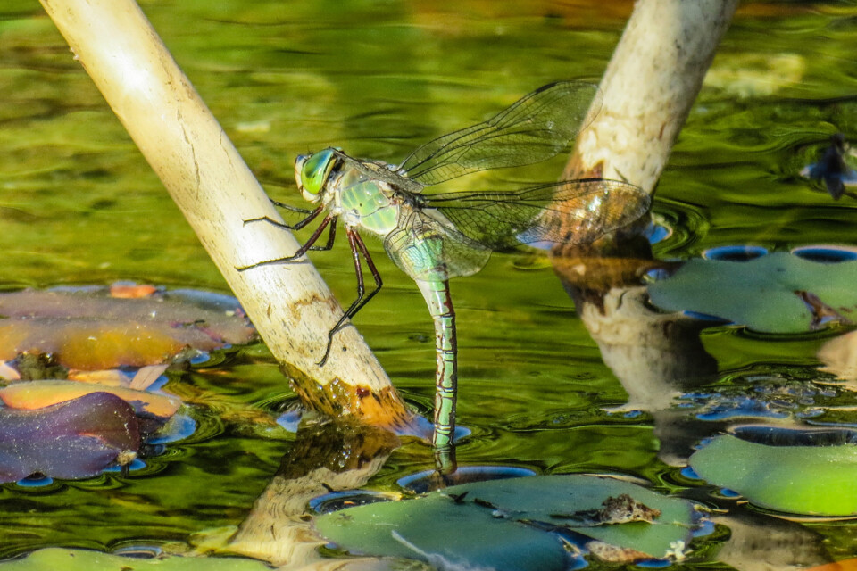 imperador-azul 3.jpg