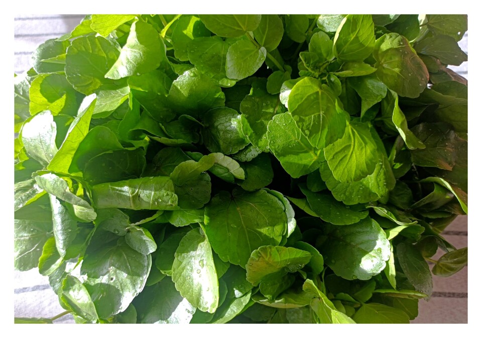 Imagem WhatsApp 2025-03-09 às 17.24.22_c59e3926.j