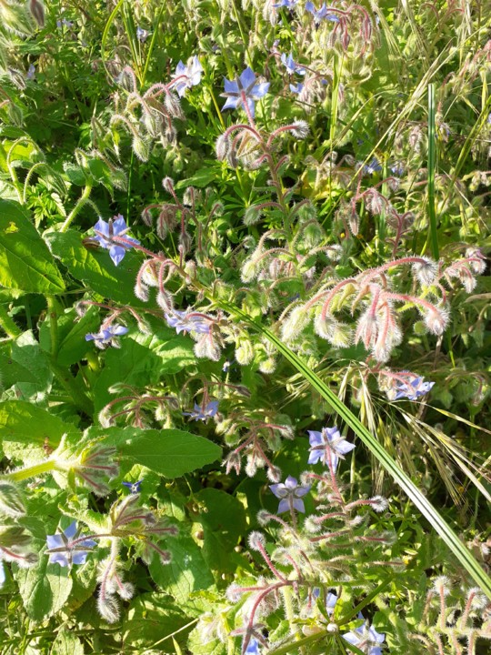 Borragem. Foto original. 2021.05.02.jpg