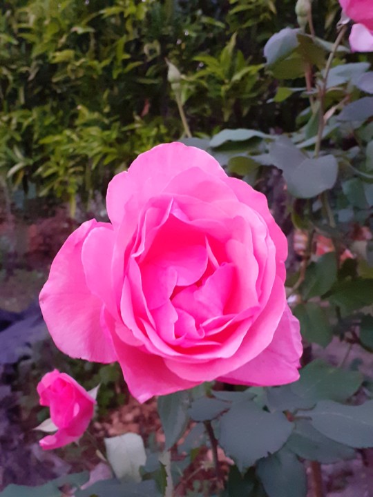 Rosa rosa. Foto original. 2021.10.20.jpg