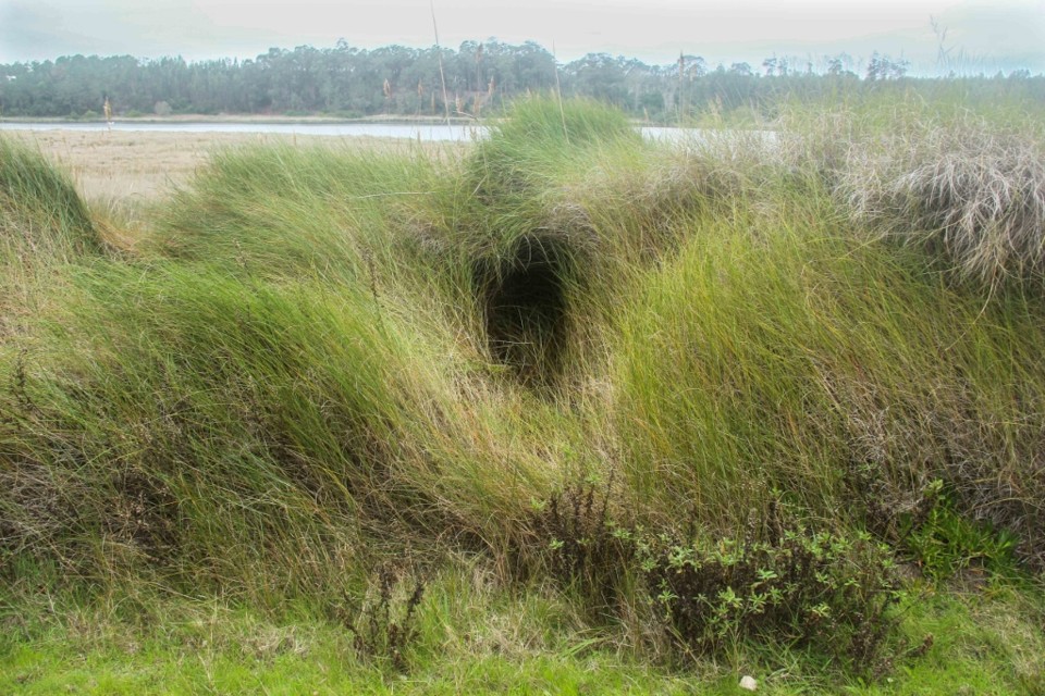 lagoa de obidos 10.jpg