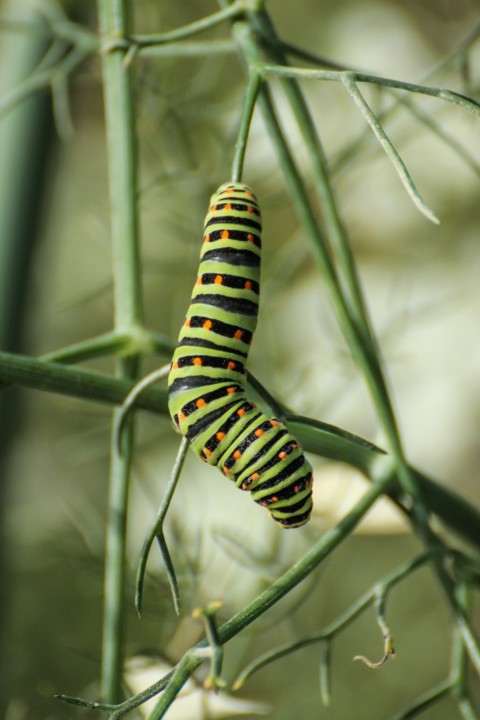 caudadeandorinha 1.jpg