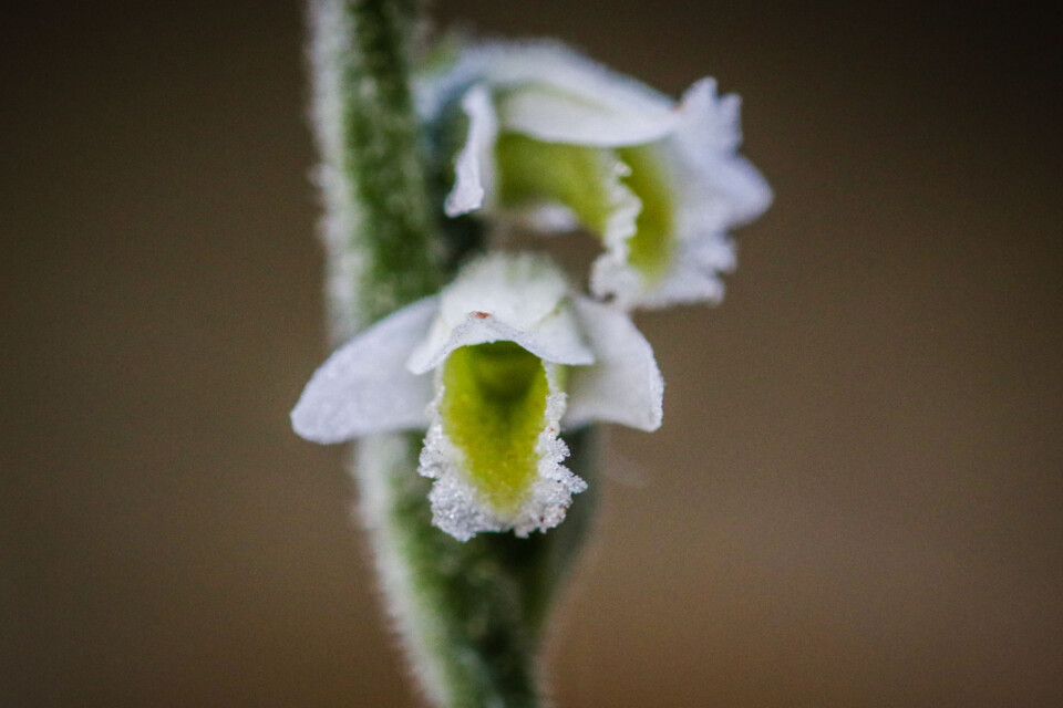orquidea de outono 2 a.jpg