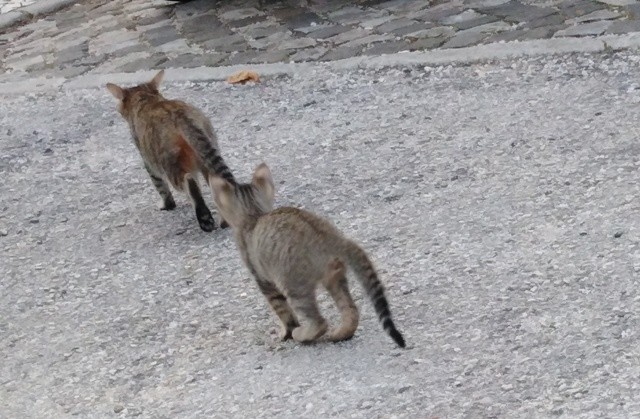 IMG_20201013_084808cópia.jpg IMG_20201013_084808cópia.jpg