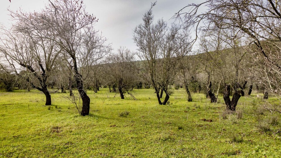 paisagem algarvia amendoal.jpg