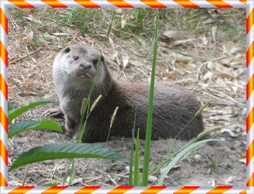 27a_Vila_Nova_de_Cerveira (175).JPG