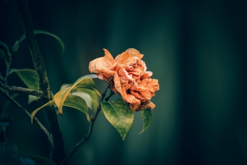 camellia japonica flor seca.jpg camellia japonica flor seca.jpg