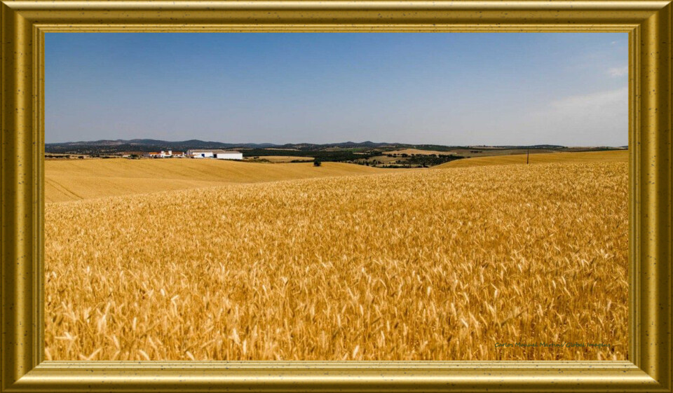 Alentejo doirado.jpg