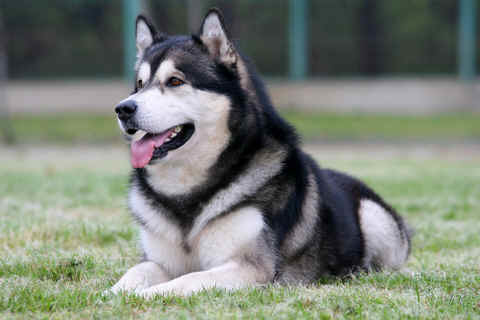 de175-alaskan2bmalamute2b10.jpg