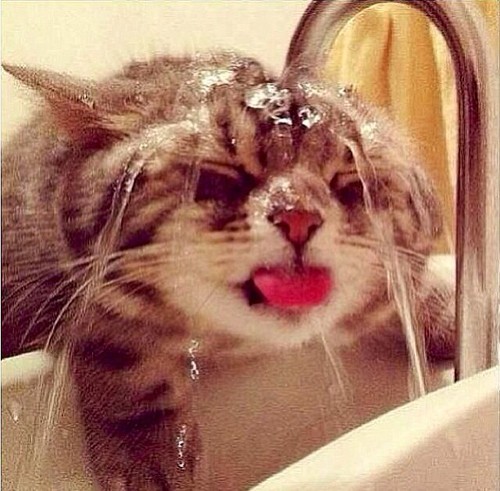 gato com  água.jpg