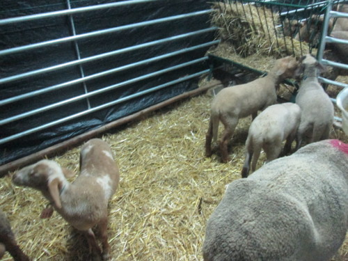 IMG_6305.JPG IMG_6305.JPG