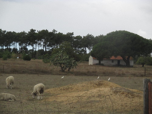 alopo 032.JPG alopo 032.JPG