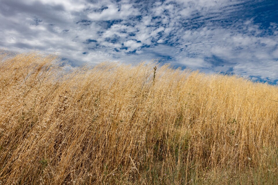 campo de centeio Valadolid segógia 3 2024.jpg